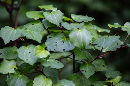 Kawakawa for Infected Wounds