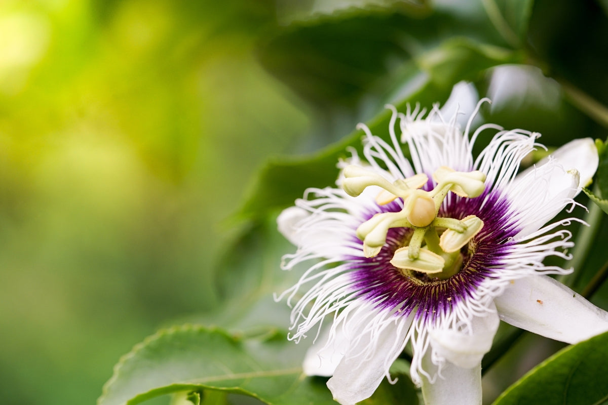 Case Studies In Insomnia