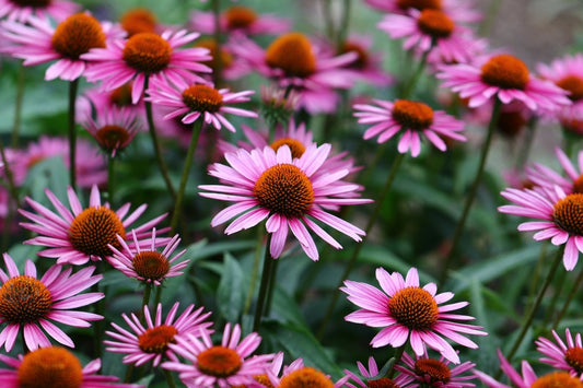 Seasonal Allergies & Histamine Dysregulation