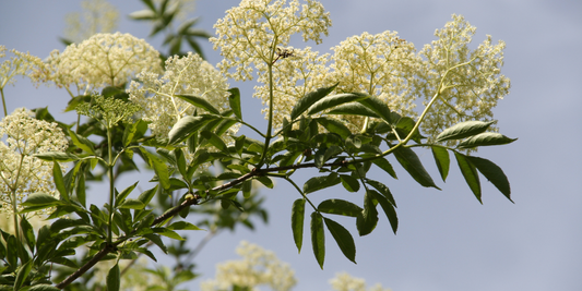 Herbal Clinical Support This Allergy Season