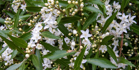 HOHERIA: An Accessible Winter Herb