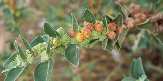 Unique Properties of Herbal Glycetracts