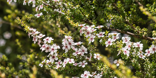 MANUKA: For Stress & Mood
