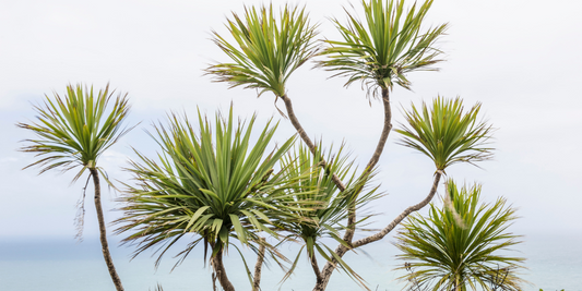 NZ natives topically for first aid
