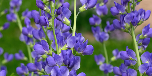 Baptisia & Coptis - Two under-acknowledged antibacterial plants