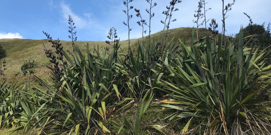 Harakeke: a strong digestive medicine