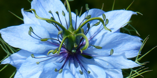 Antiviral Herbal Approaches