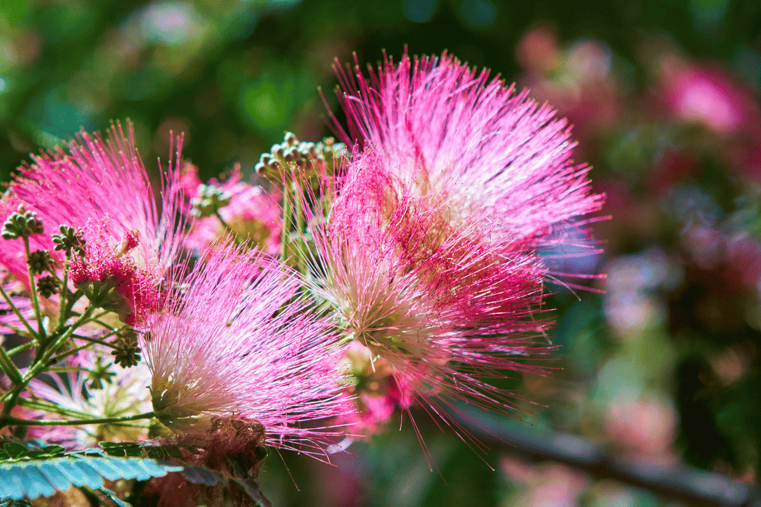 Case Study: Allergies