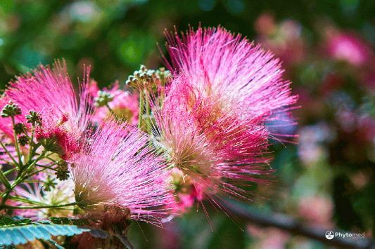 Case Study: Allergies