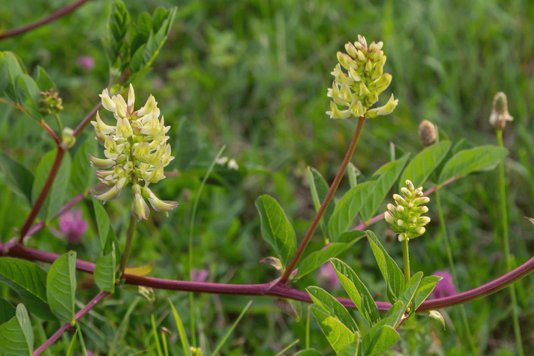 Case Study: Seasonal Allergies