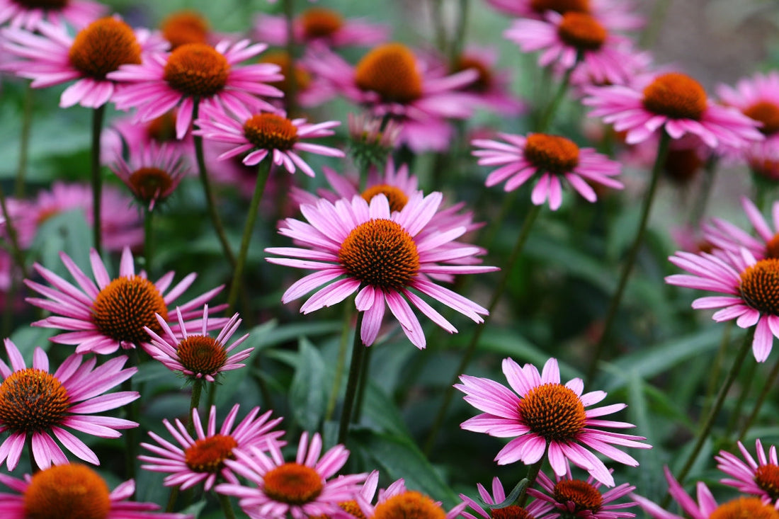 Case Study: Allergies
