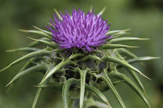 The Triad: Oestrogen, Histamine and the Liver