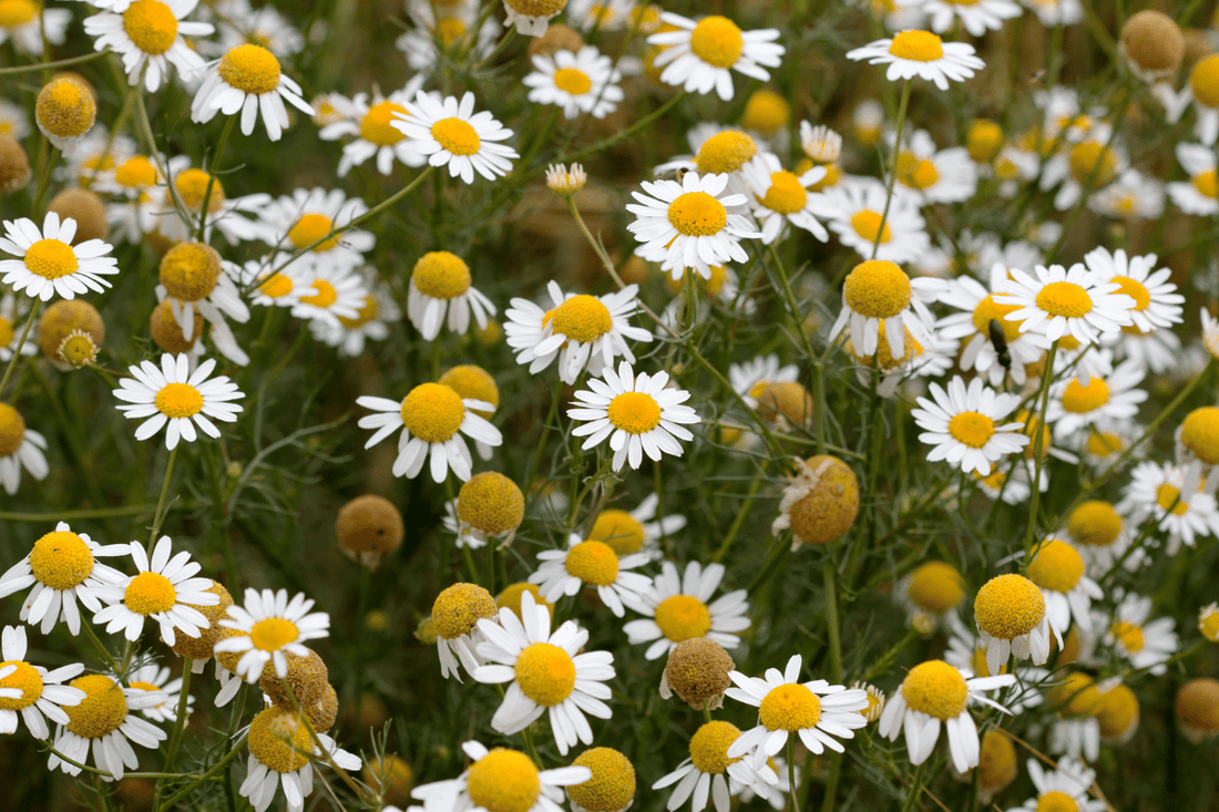 Children's Gut Health & The Skin Connection