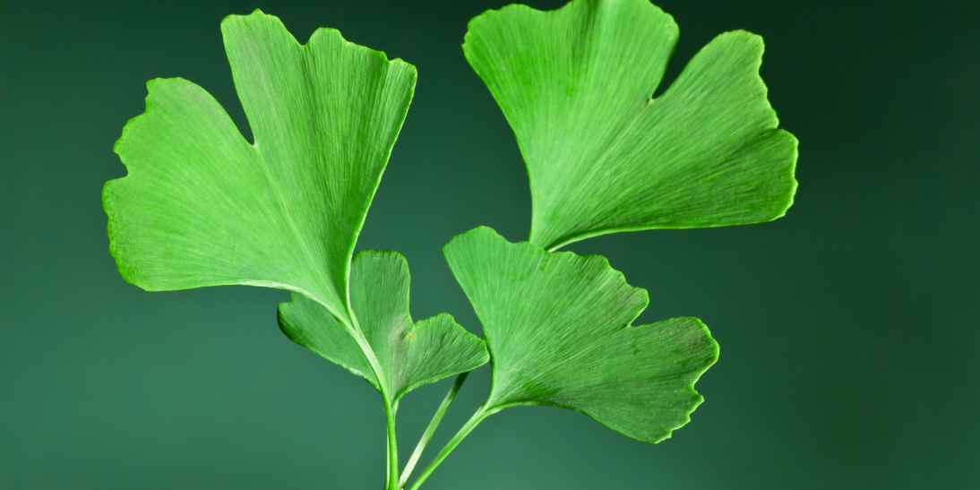 ADHD in children and adults: Herbal remedies can help