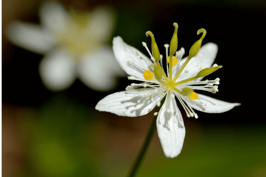 Baptisia & Coptis - Two Under-Acknowledged Antibacterial Plants