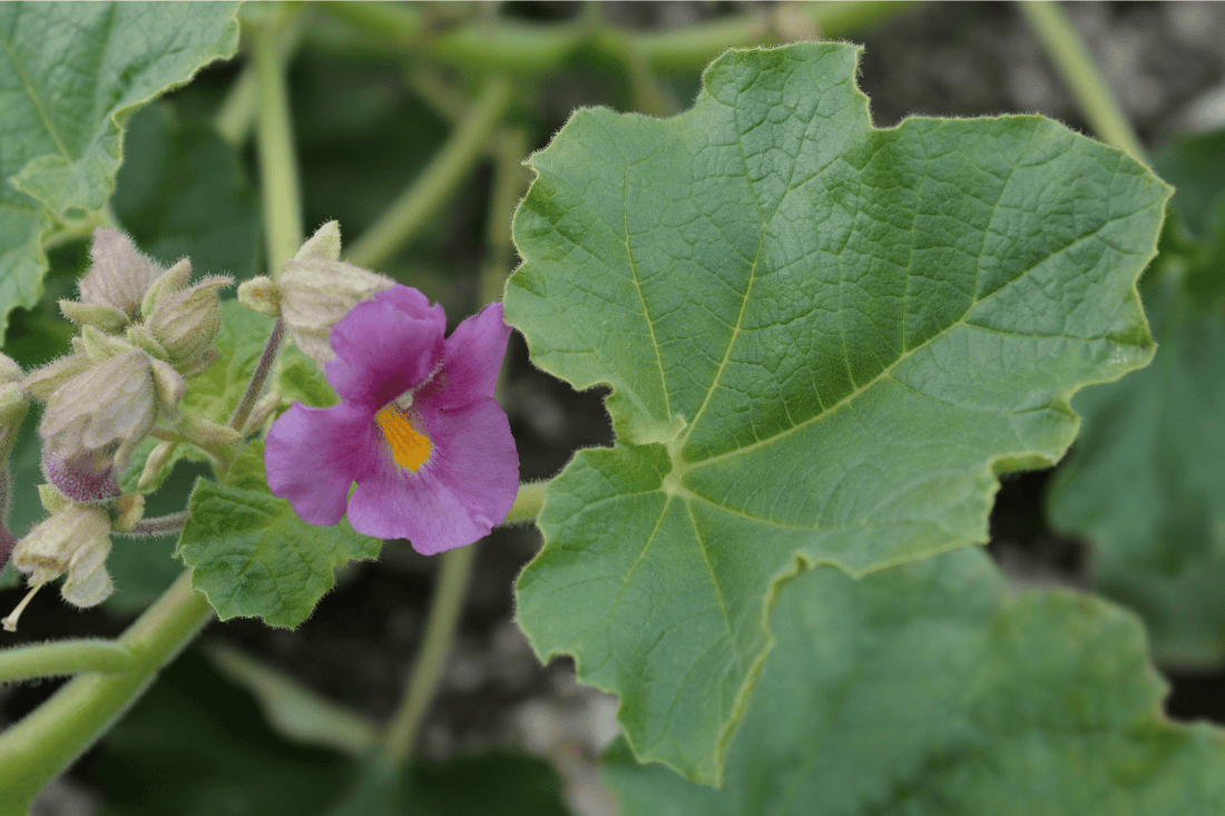 Case Study: Joint Pain & Inflammation