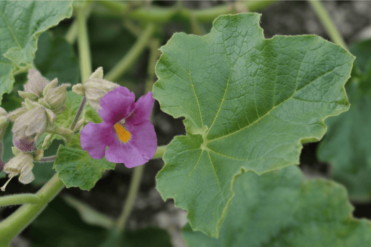 Case Study: Joint Pain & Inflammation