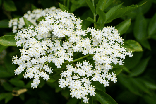 Case Study: Respiratory Syncytial Virus (RSV) infection in children