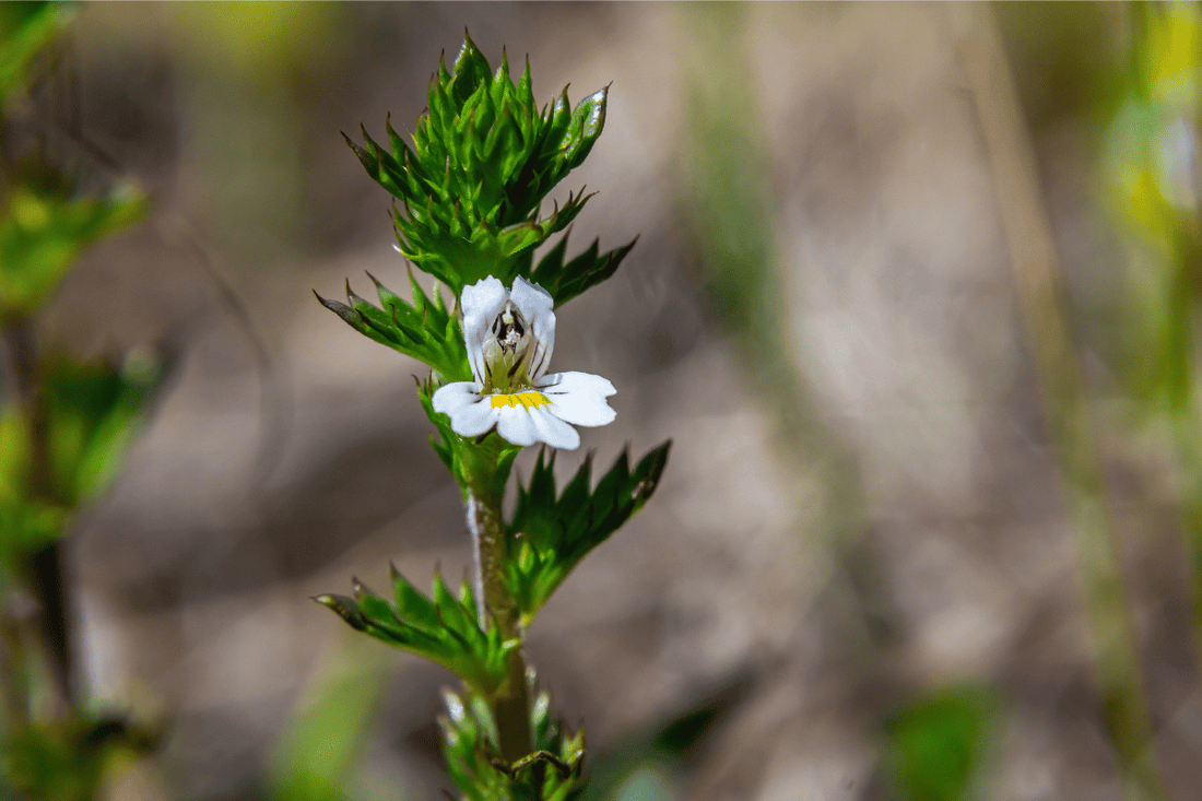 Seasonal Allergies & Histamine Dysregulation