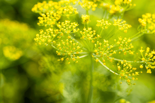 Case study: Child Digestive Concerns