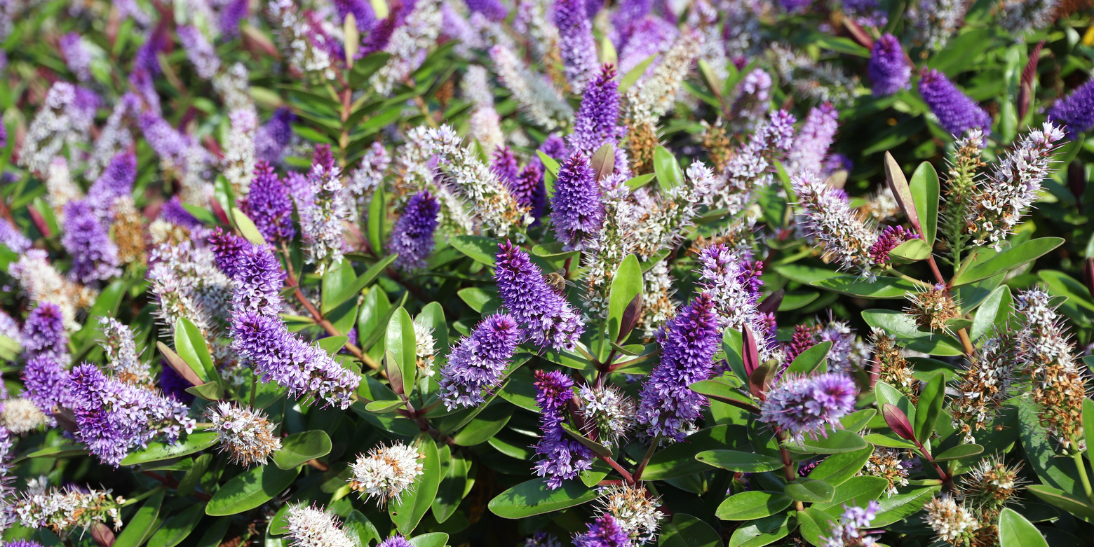 Top Natives for Super Digestion Support