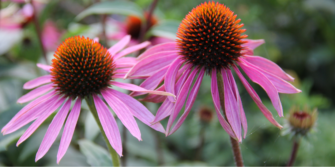 The Autoimmunity Crisis