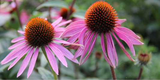 The Autoimmunity Crisis