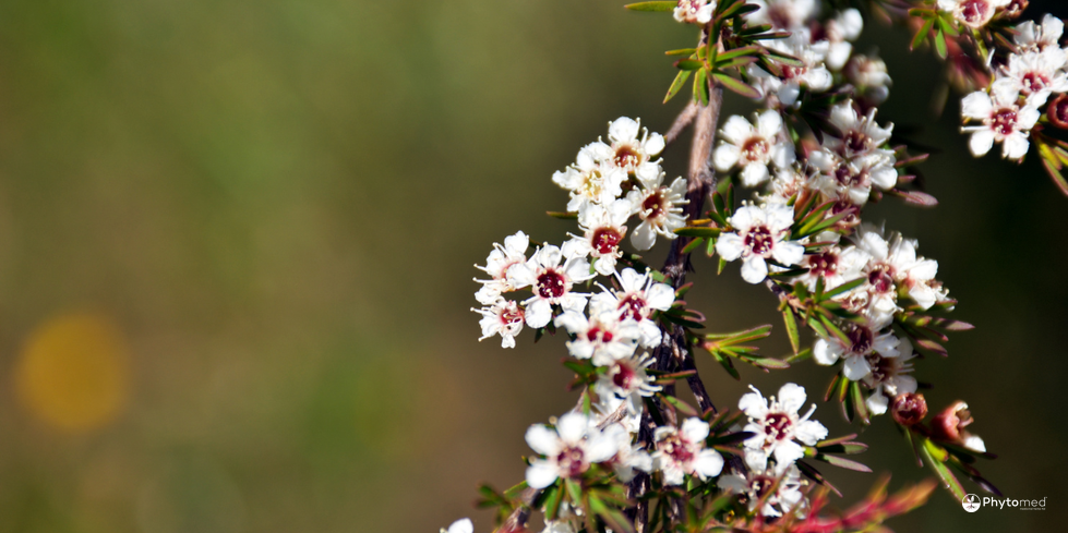 Kānuka & Inflammation