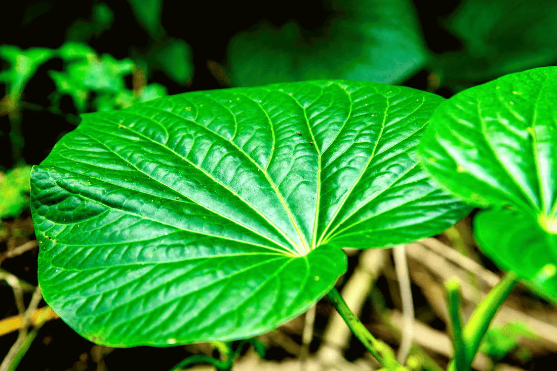 Case Study: Nervous System