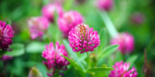 Menopause and Phytotherapy