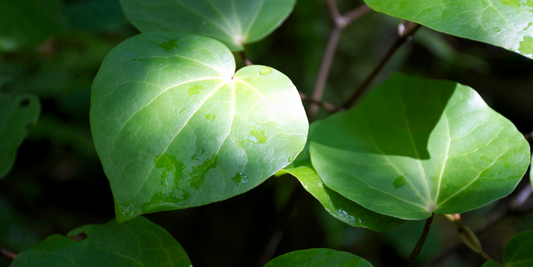 Kawakawa: Use as a Tonic Herb