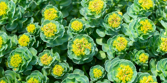 Herbal Tonics - The Importance in Health Care