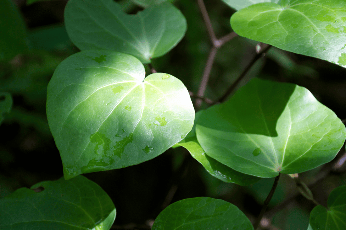 Case Study: Skin Infection