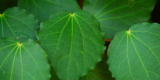 Effective Uses of New Zealand Native Plants in Clinic