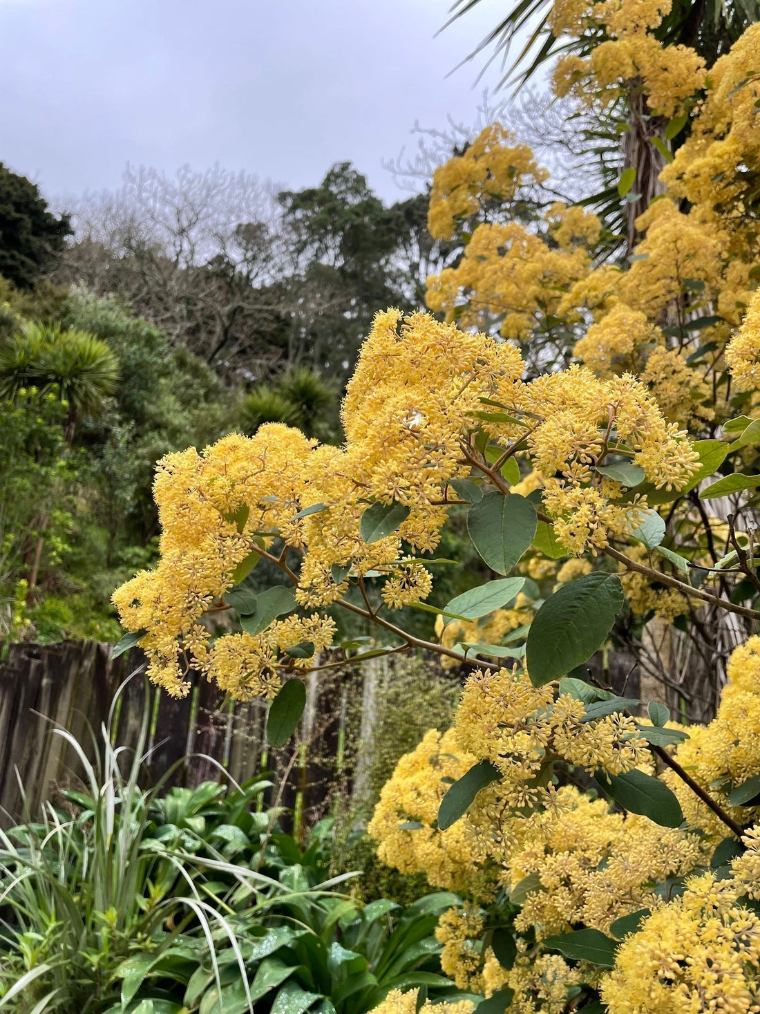 Kūmerahou - A Breath of Fresh Air