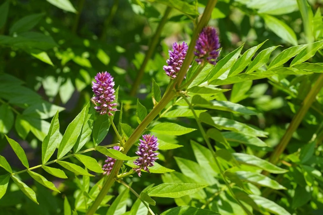 Case Study: Stress, Mood & Digestion