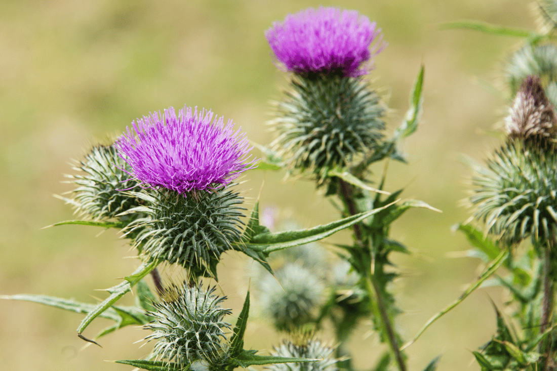 Case Study: Brain Fog & Skin Concerns