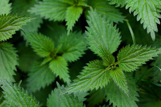 Case Study: Child Eczema