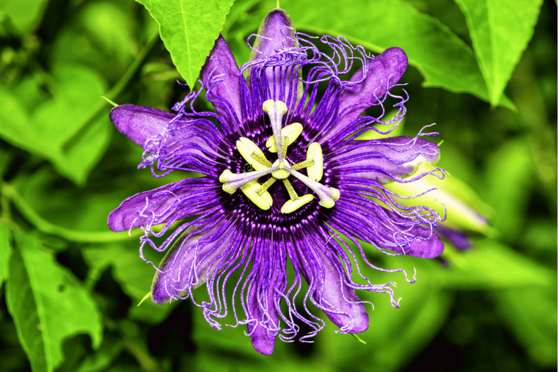 Case Study: Anxiety & Chronic Pain