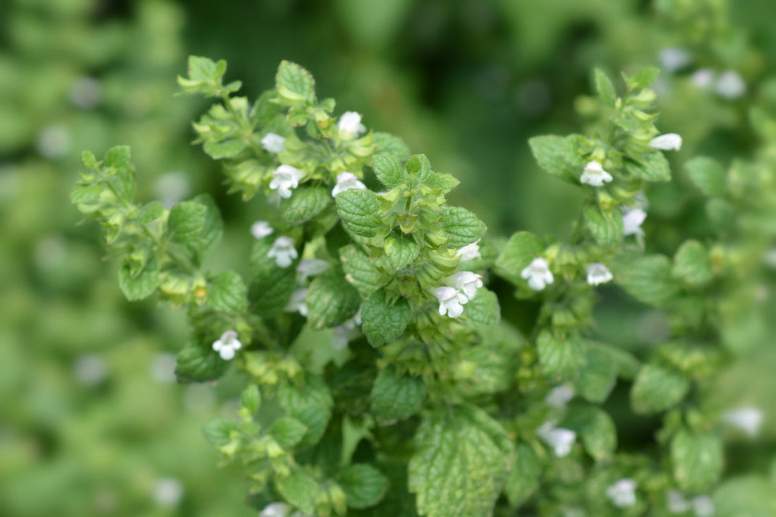 New Evidence for Mastitis Prevention & Management