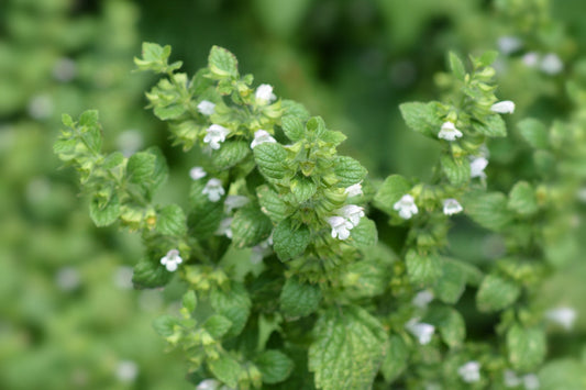 New Evidence for Mastitis Prevention & Management