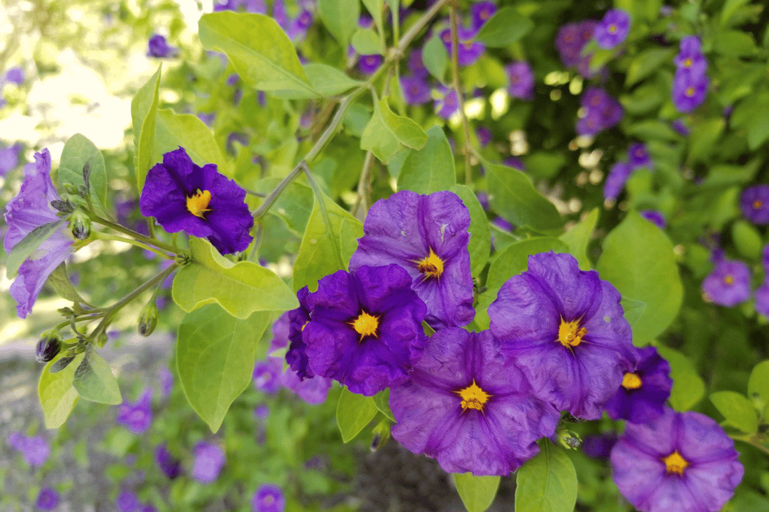 Case Study: Eczema & Skin