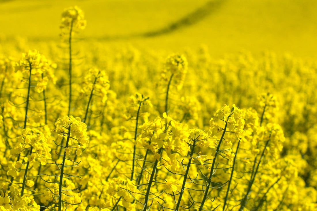 Omega-3 vs Omega-6: Reframing the Inflammatory Debate