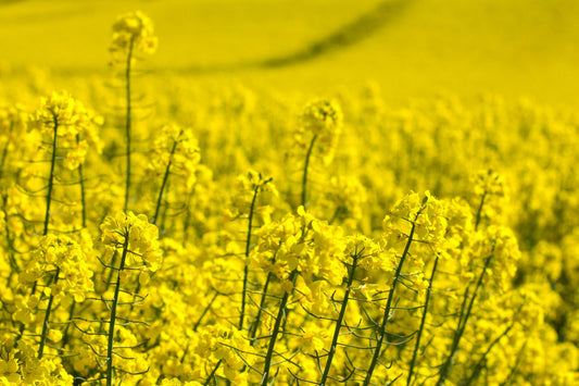 Omega-3 vs Omega-6: Reframing the Inflammatory Debate