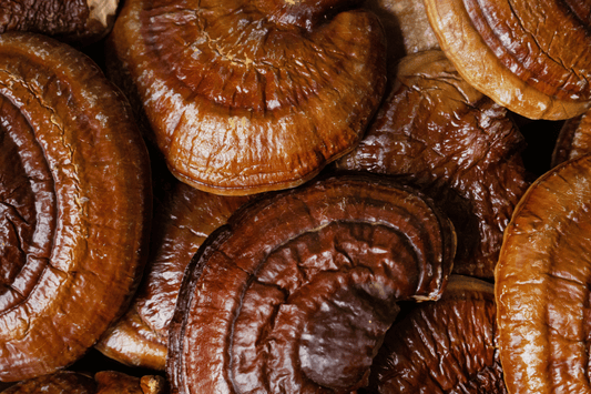 Medicinal Mushrooms for the Modern World