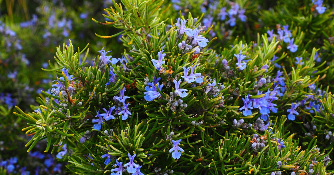 Case Study: Endometriosis and Liver Dysfunction