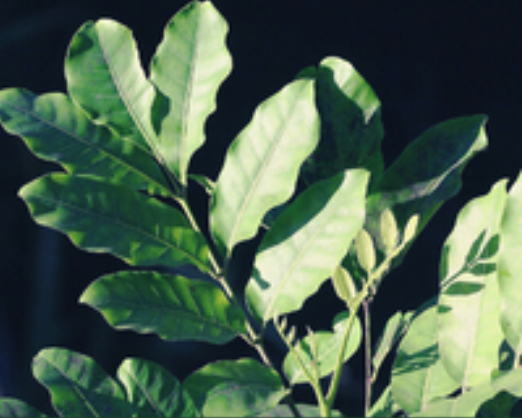 KOHEKOHE: For post-viral recovery