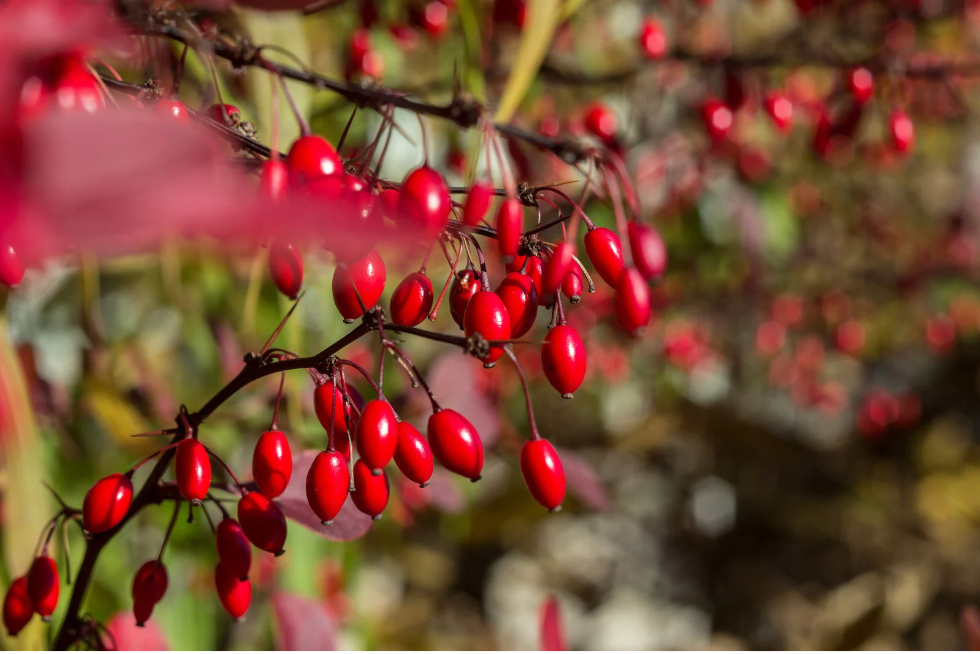 Berberine: The natural Ozempic