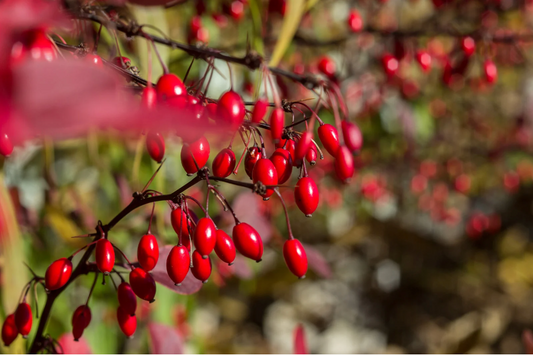 Berberine: The natural Ozempic