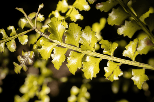 The Oral Microbiome - Where Health Begins